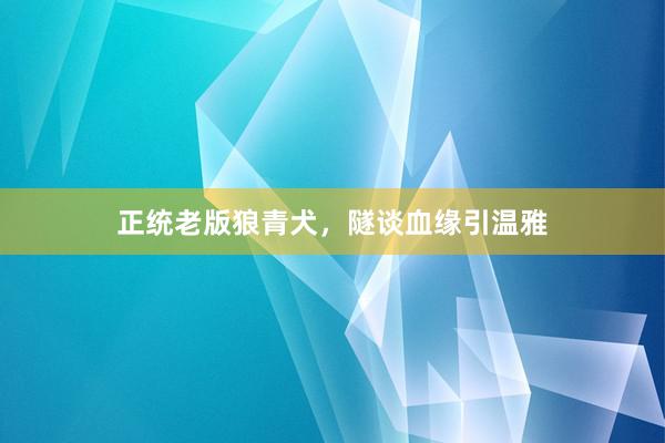 正统老版狼青犬，隧谈血缘引温雅
